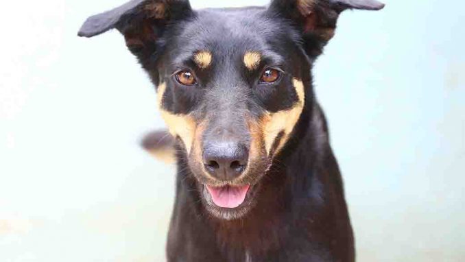 ריילי כלבה לאימוץ אגודת צער בעלי חיים בישראל