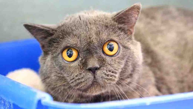 לואי חתול לאימוץ אגודת צער בעלי חיים בישראל