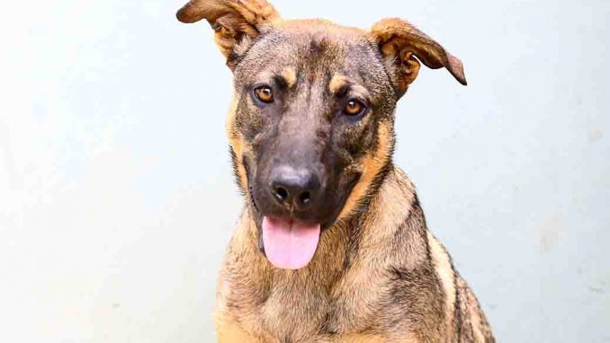 נס כלב לאימוץ אגודת צער בעלי חיים בישראל