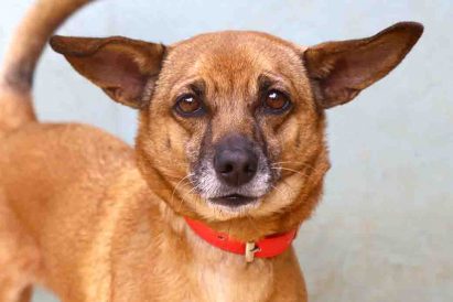 דבש כלבה לאימוץ אגודת צער בעלי חיים בישראל