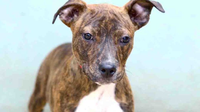 שושה כלבה לאימוץ אגודת צער בעלי חיים בישראל