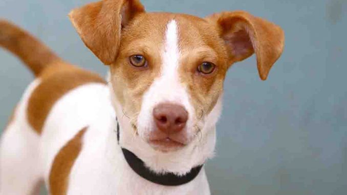 סוניק כלב לאימוץ אגודת צער בעלי חיים בישראל