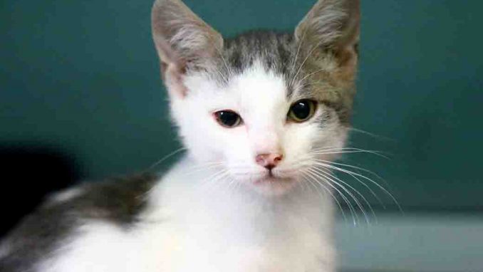 מוש חתול לאימוץ אגודת צער בעלי חיים בישראל