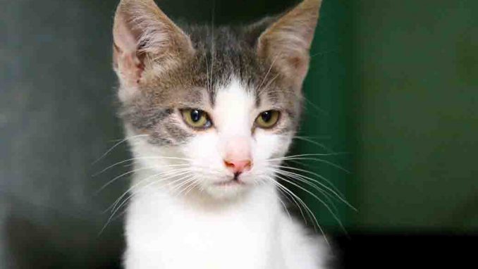 בני חתול לאימוץ אגודת צער בעלי חיים בישראל