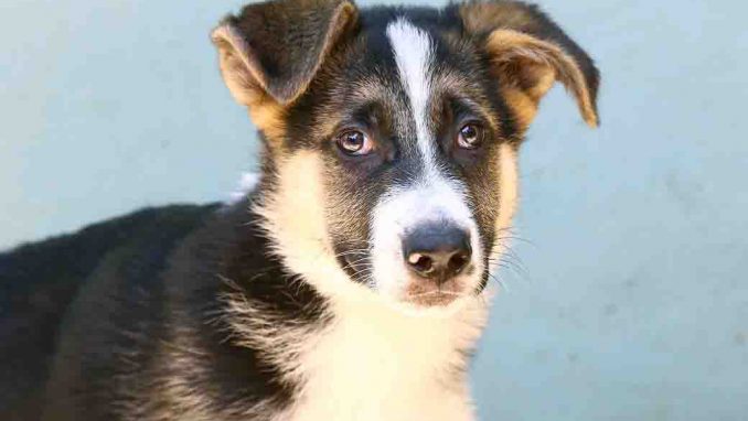 בראד כלב לאימוץ אגודת צער בעלי חיים בישראל