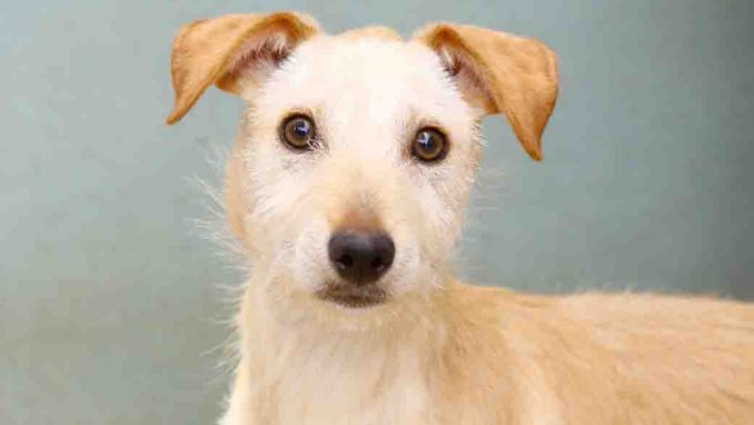 צ'ירו כלב לאימוץ אגודת צער בעלי חיים בישראל