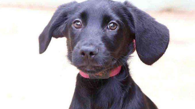 שושקה כלבה לאימוץ אגודת צער בעלי חיים בישראל