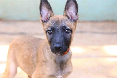 דאמה כלבה לאימוץ אגודת צער בעלי חיים בישראל