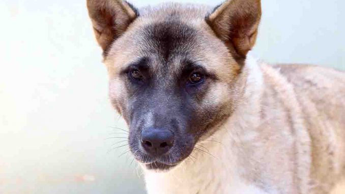 זינה כלבה לאימוץ אגודת צער בעלי חיים בישראל