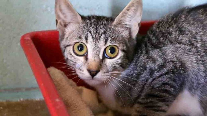 חזי חתול לאימוץ אגודת צער בעלי חיים בישראל