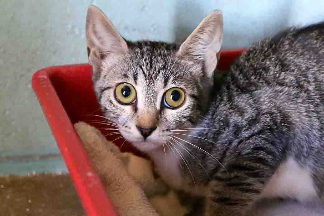 חזי חתול לאימוץ אגודת צער בעלי חיים בישראל