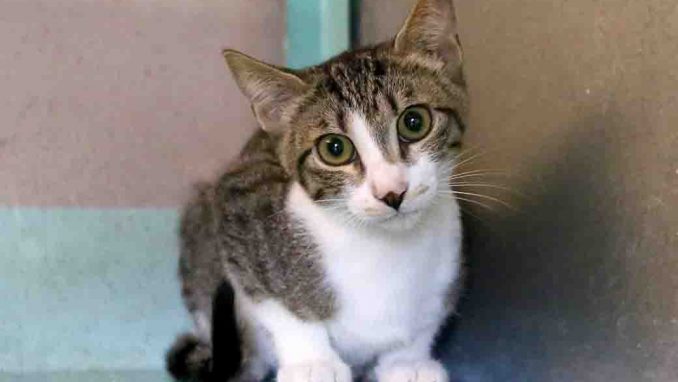 שלומי חתול לאימוץ אגודת צער בעלי חיים בישראל