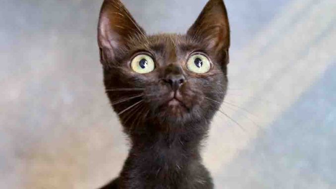 סקרלט חתולה לאימוץ אגודת צער בעלי חיים בישראל