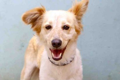 נונה'לה – כלבה לאימוץ – אגודת צער בעלי חיים בישראל