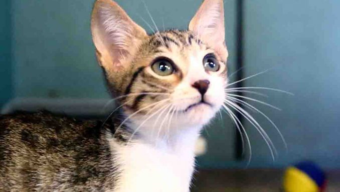 זינה חתולה לאימוץ אגודת צער בעלי חיים בישראל