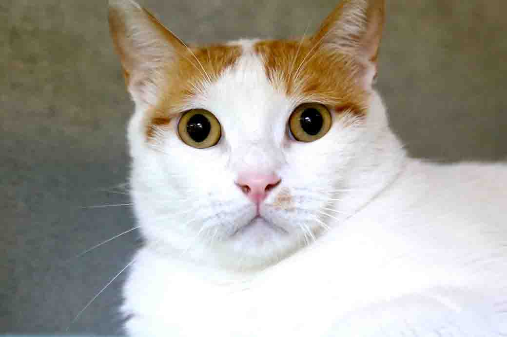 ג'ינג'י חתול לאימוץ אגודת צער בעלי חיים בישראל
