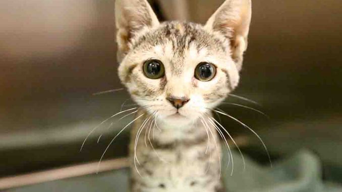 דובדבני חתולה לאימוץ אגודת צער בעלי חיים בישראל