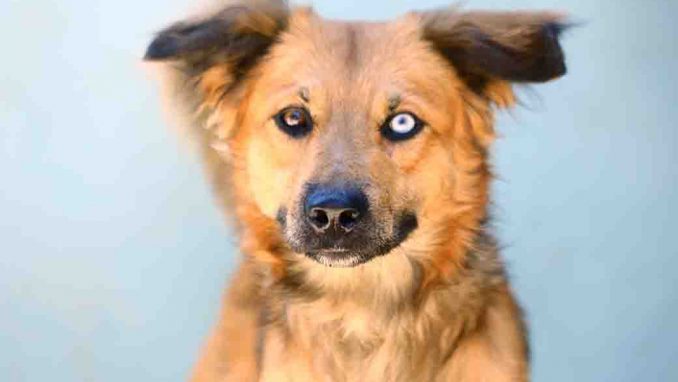 הקס כלב לאימוץ אגודת צער בעלי חיים