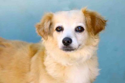 לאק כלבה לאימוץ אגודת צער בעלי חיים בישראל