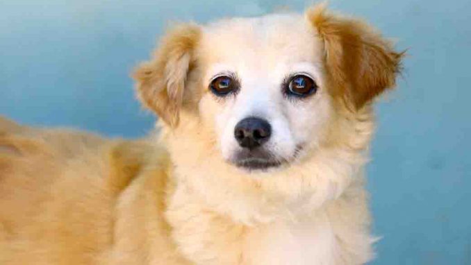 לאק כלבה לאימוץ אגודת צער בעלי חיים בישראל