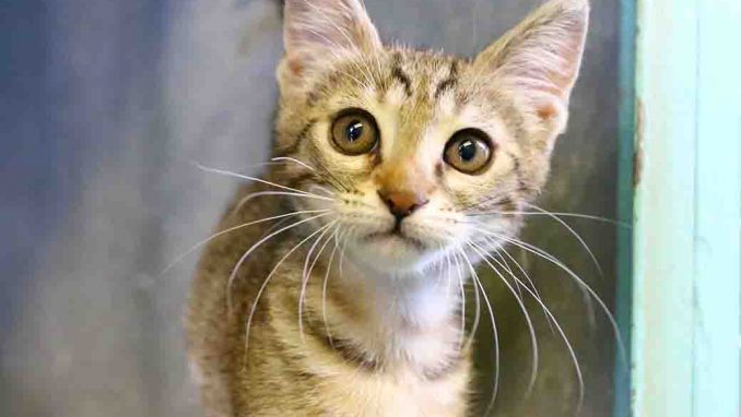 פיצקלה חתולה לאימוץ אגודת צער בעלי חיים בישראל