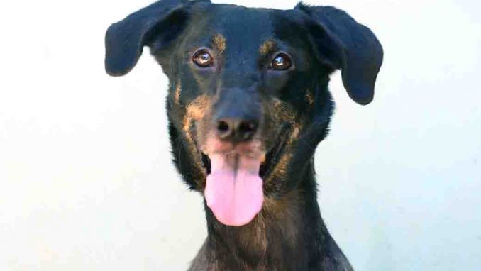 ג'קי כלב לאימוץ אגודת צער בעלי חיים בישראל