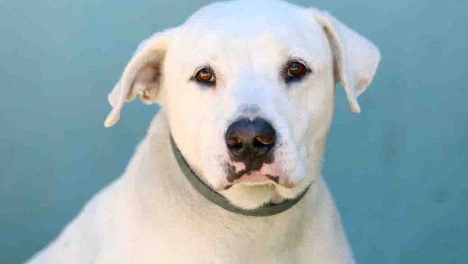 חבר כלב לאימוץ אגודת צער בעלי חיים בישראל