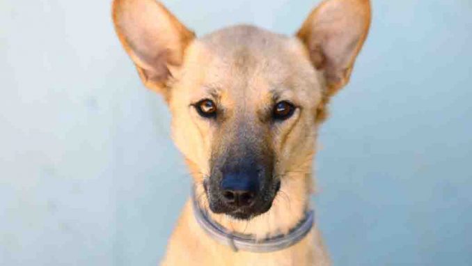 לולה כלבה לאימוץ אגודת צער בעלי חיים בישראל