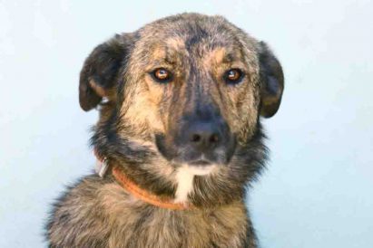 לוסי כלבה לאימוץ אגודת צער בעלי חיים בישראל