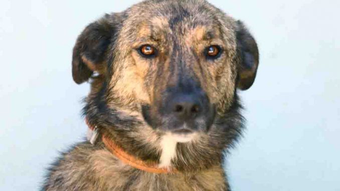 לוסי כלבה לאימוץ אגודת צער בעלי חיים בישראל