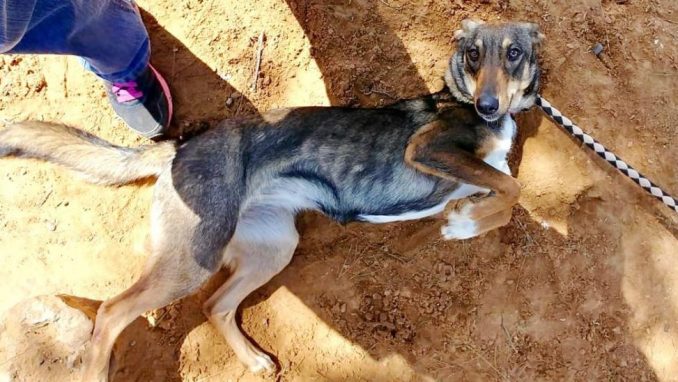 דוכסית - כלבה לאימוץ - אגודת צער בעלי חיים בישראל