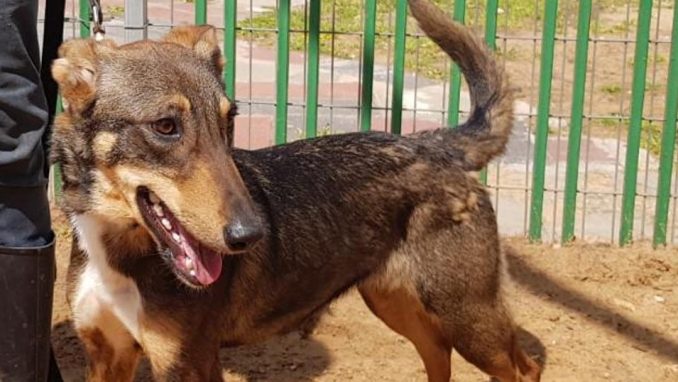 דוכסית - כלבה לאימוץ - אגודת צער בעלי חיים בישראל