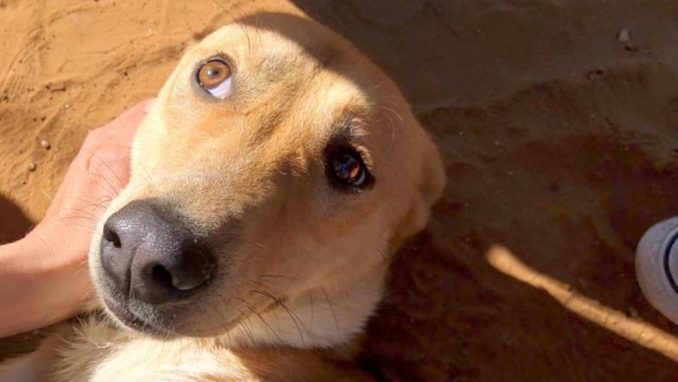 לוק - כלב לאימוץ - אגודת צער בעלי חיים בישראל