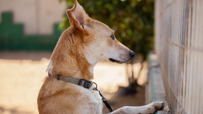 לוק - כלב לאימוץ - אגודת צער בעלי חיים בישראל