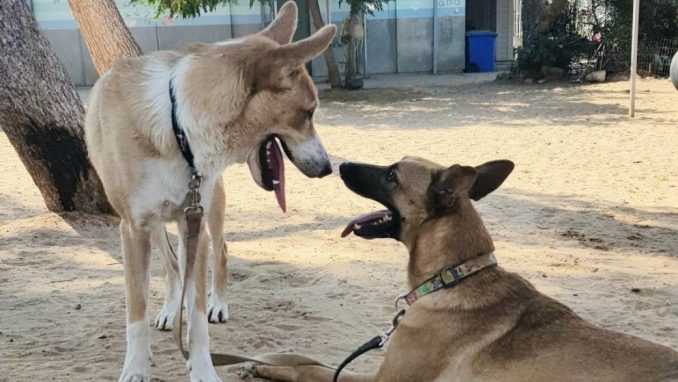 מקס ואלכס - כלב לאימוץ - אגודת צער בעלי חיים בישראל