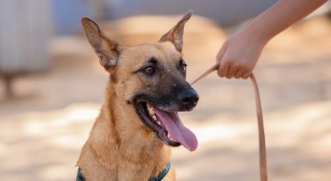 מקס - כלב לאימוץ - אגודת צער בעלי חיים בישראל