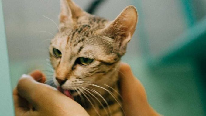 קסניה - חתולה לאימוץ - אגודת צער בעלי חיים בישראל