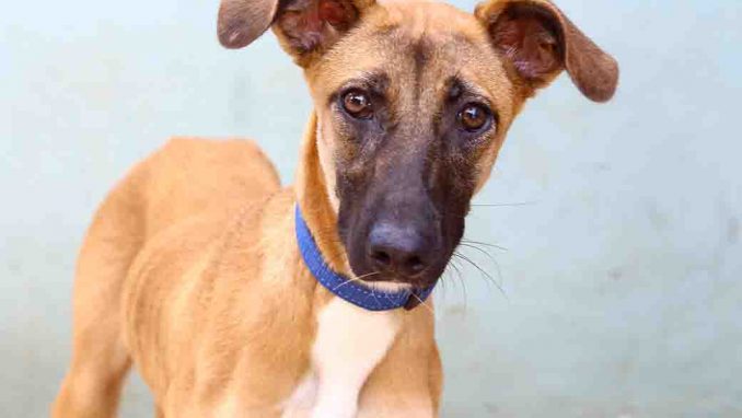 מדונה כלבה לאימוץ אגודת צער בעלי חיים בישראל