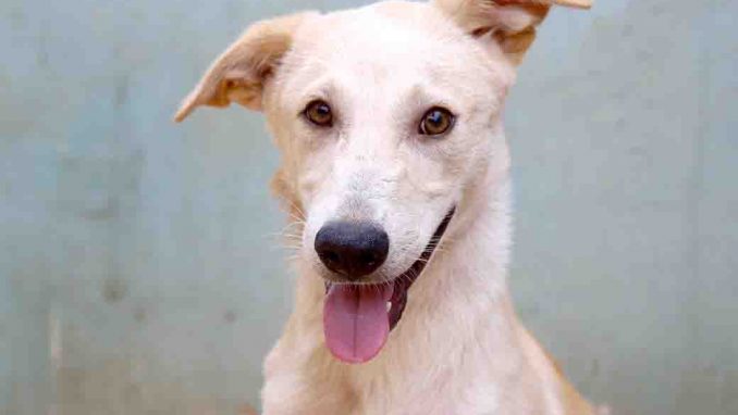 פנקייק כלב לאימוץ אגודת צער בעלי חיים בישראל