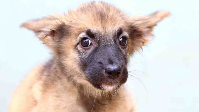 אריאלי כלבה לאימוץ אגודת צער בעלי חיים בישראל