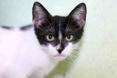 לילי חתולה לאימוץ אגודת צער בעלי חיים בישראל