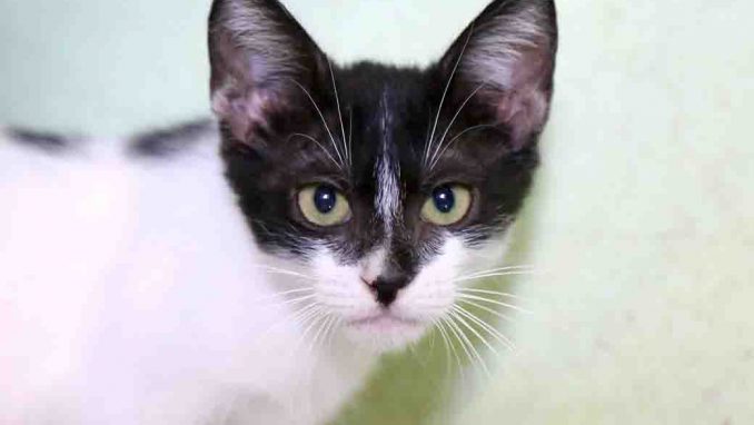 לילי חתולה לאימוץ אגודת צער בעלי חיים בישראל