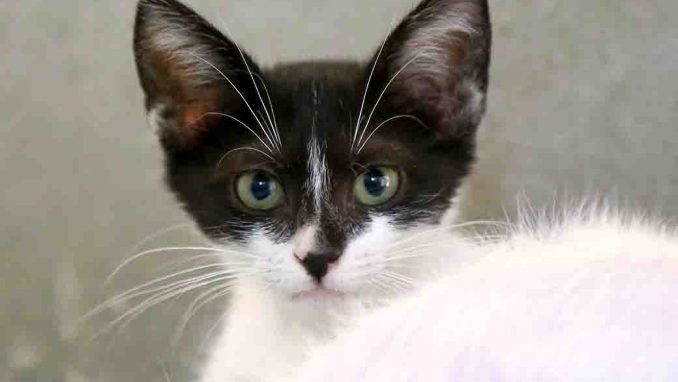 לילי חתולה לאימוץ אגודת צער בעלי חיים בישראל