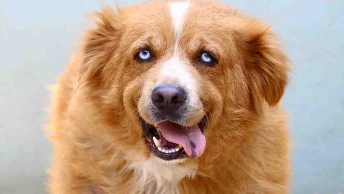 מוקה כלב לאימוץ אגודת צער בעלי חיים בישראל