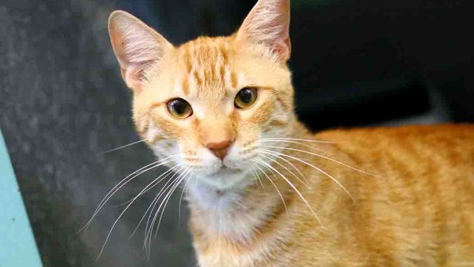 זוריק חתול לאימוץ אגודת צער בעלי חיים בישראל