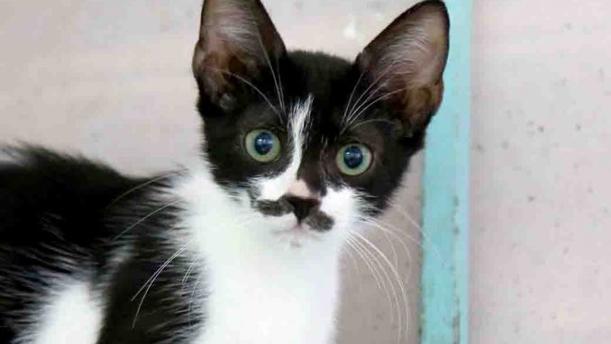 אווה חתולה לאימוץ אגודת צער בעלי חיים בישראל