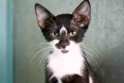 סשה חתול לאימוץ אגודת צער בעלי חיים בישראל