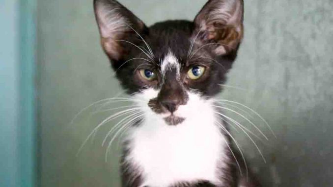 סשה חתול לאימוץ אגודת צער בעלי חיים בישראל