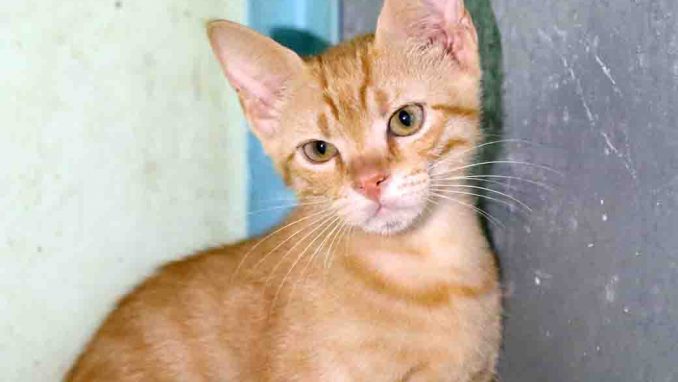 ברסיק חתול לאימוץ אגודת צער בעלי חיים בישראל