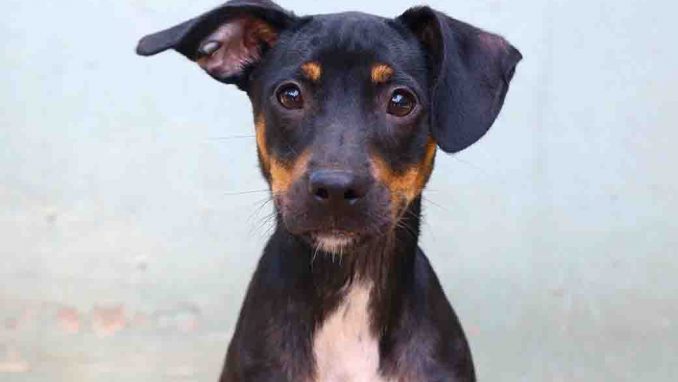 פוש כלב לאימוץ אגודת צער בעלי חיים בישראל